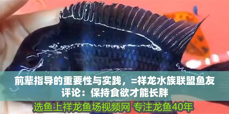 前輩指導的重要性與實踐，=祥龍水族聯(lián)盟魚友評論：保持食欲才能長胖