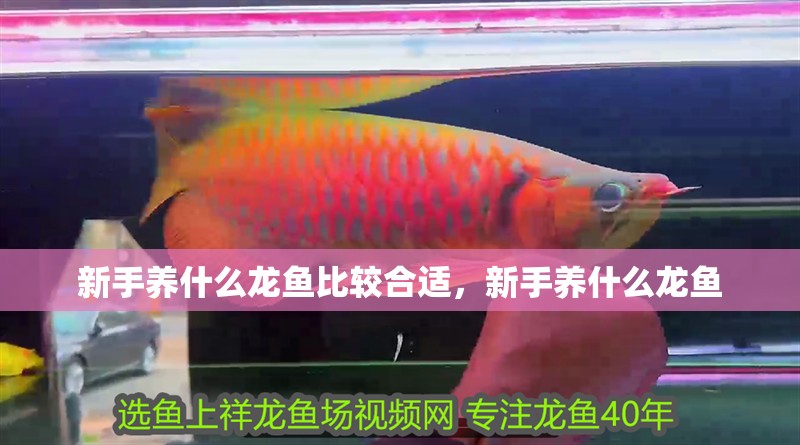 新手養(yǎng)什么龍魚比較合適，新手養(yǎng)什么龍魚