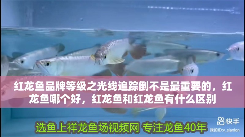 紅龍魚品牌等級之光線追蹤倒不是最重要的，紅龍魚哪個好，紅龍魚和紅龍魚有什么區別
