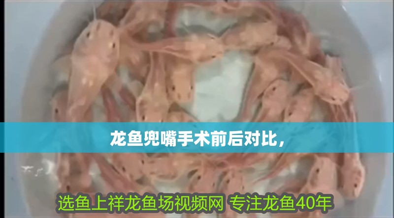 龍魚兜嘴手術(shù)前后對比，