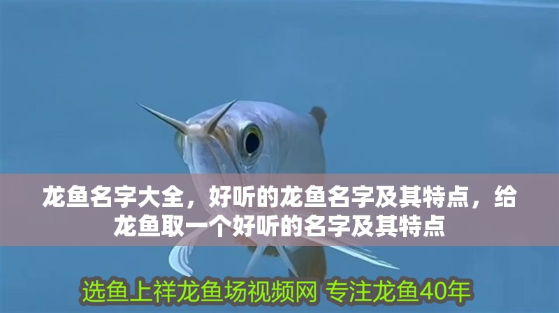 龍魚名字大全，好聽的龍魚名字及其特點，給龍魚取一個好聽的名字及其特點