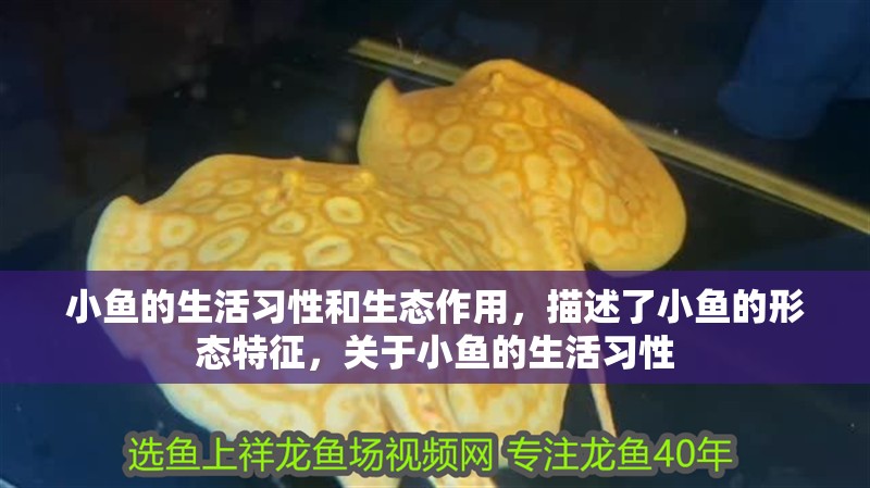 小魚的生活習性和生態作用，描述了小魚的形態特征，關于小魚的生活習性