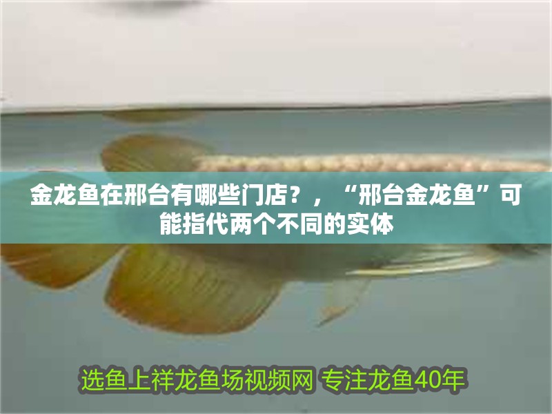 金龍魚在邢臺有哪些門店？，“邢臺金龍魚”可能指代兩個不同的實(shí)體