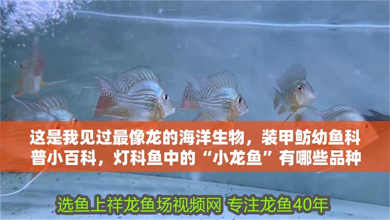 這是我見過最像龍的海洋生物，裝甲魴幼魚科普小百科，燈科魚中的“小龍魚”有哪些品種適合初學者飼養