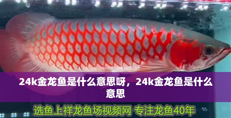 24k金龍魚是什么意思呀，24k金龍魚是什么意思