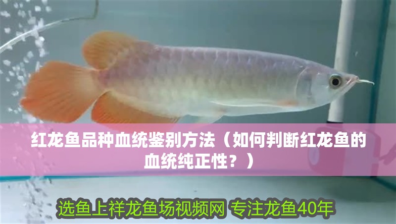 紅龍魚品種血統鑒別方法（如何判斷紅龍魚的血統純正性？）