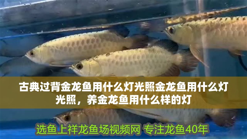 古典過背金龍魚用什么燈光照金龍魚用什么燈光照，養金龍魚用什么樣的燈