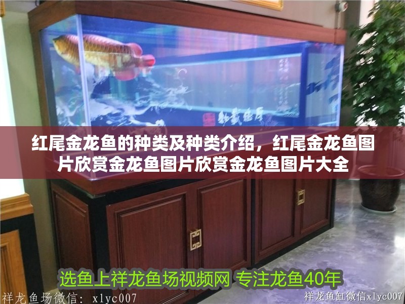 紅尾金龍魚的種類及種類介紹，紅尾金龍魚圖片欣賞金龍魚圖片欣賞金龍魚圖片大全