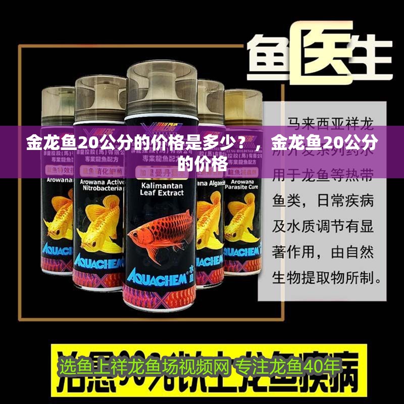 金龍魚20公分的價格是多少？，金龍魚20公分的價格