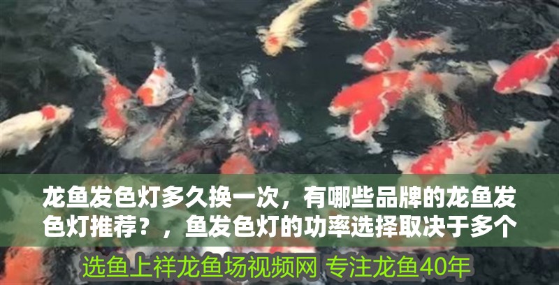 龍魚發色燈多久換一次，有哪些品牌的龍魚發色燈推薦？，魚發色燈的功率選擇取決于多個因素包括魚缸的大小、龍魚的種類和大小以及你想要的