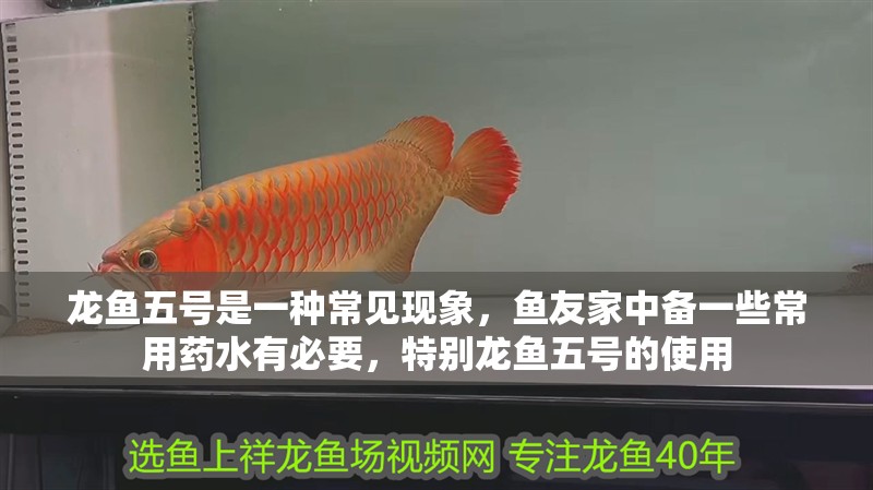 龍魚五號是一種常見現象，魚友家中備一些常用藥水有必要，特別龍魚五號的使用