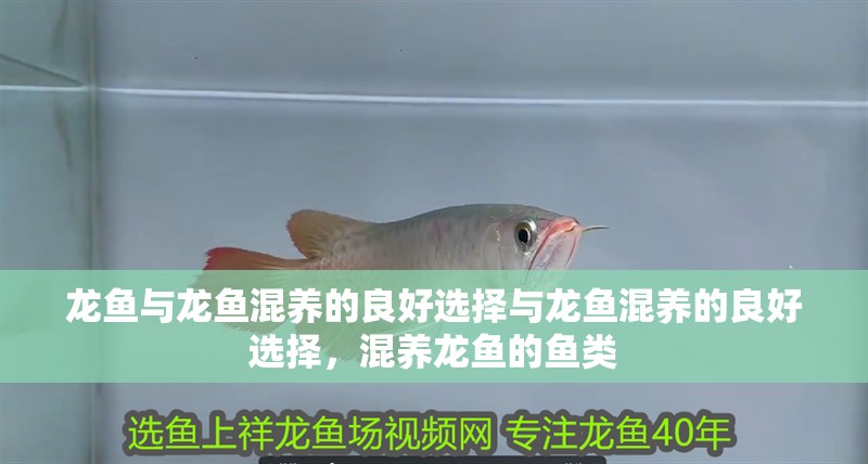 龍魚與龍魚混養的良好選擇與龍魚混養的良好選擇，混養龍魚的魚類 龍魚與龍魚混養的良好選擇與龍魚混養的良好選擇，混養龍魚的魚類 觀賞魚百科 第2張
