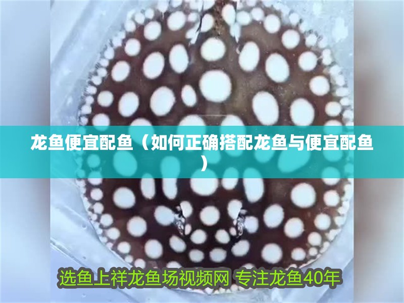 龍魚便宜配魚（如何正確搭配龍魚與便宜配魚）