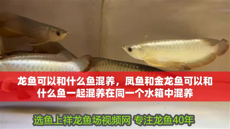 龍魚可以和什么魚混養，鳳魚和金龍魚可以和什么魚一起混養在同一個水箱中混養