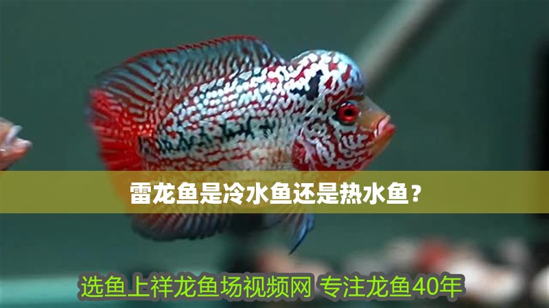 雷龍魚是冷水魚還是熱水魚？