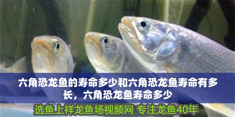 六角恐龍魚的壽命多少和六角恐龍魚壽命有多長，六角恐龍魚壽命多少
