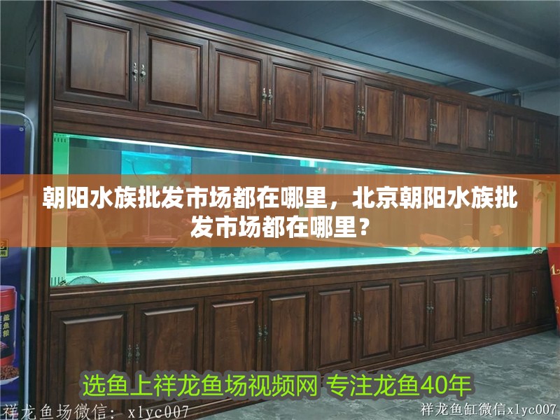 朝陽水族批發(fā)市場都在哪里，北京朝陽水族批發(fā)市場都在哪里？