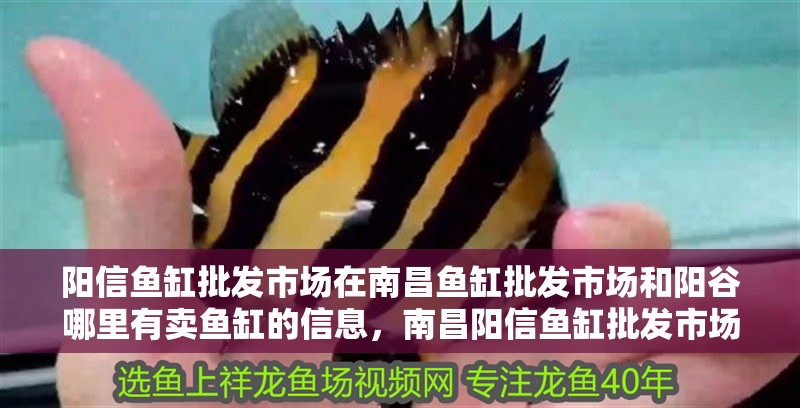 陽(yáng)信魚(yú)缸批發(fā)市場(chǎng)在南昌魚(yú)缸批發(fā)市場(chǎng)和陽(yáng)谷哪里有賣(mài)魚(yú)缸的信息，南昌陽(yáng)信魚(yú)缸批發(fā)市場(chǎng)