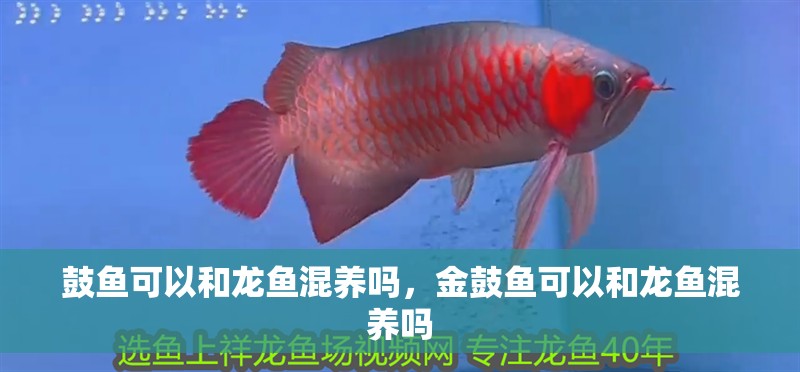 鼓魚可以和龍魚混養嗎，金鼓魚可以和龍魚混養嗎