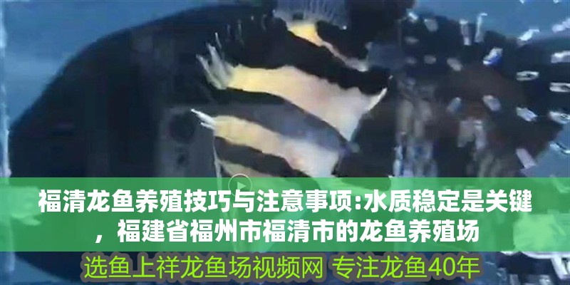 福清龍魚養殖技巧與注意事項:水質穩定是關鍵，福建省福州市福清市的龍魚養殖場