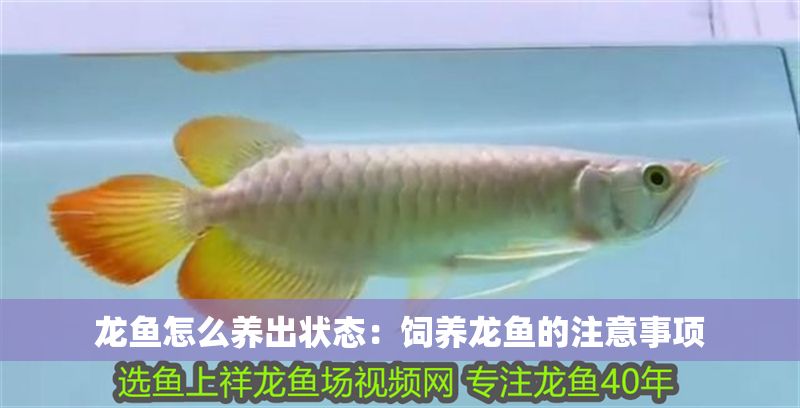 龍魚怎么養出狀態：飼養龍魚的注意事項