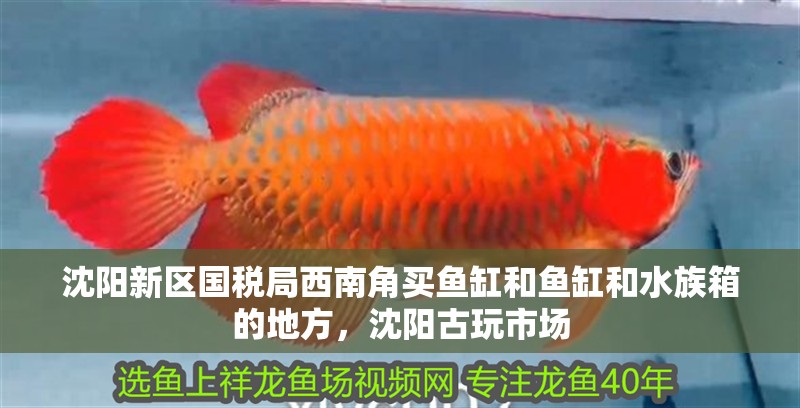 沈陽新區國稅局西南角買魚缸和魚缸和水族箱的地方，沈陽古玩市場