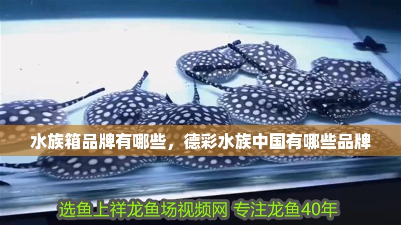 水族箱品牌有哪些，德彩水族中國有哪些品牌