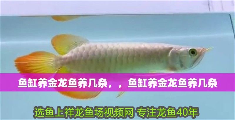 魚缸養(yǎng)金龍魚養(yǎng)幾條，，魚缸養(yǎng)金龍魚養(yǎng)幾條