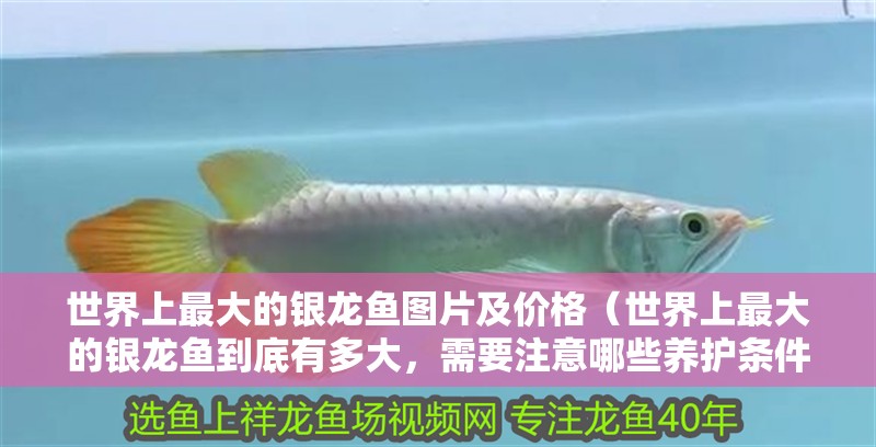 世界上最大的銀龍魚圖片及價格（世界上最大的銀龍魚到底有多大，需要注意哪些養護條件）