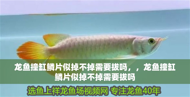 龍魚撞缸鱗片似掉不掉需要拔嗎，，龍魚撞缸鱗片似掉不掉需要拔嗎