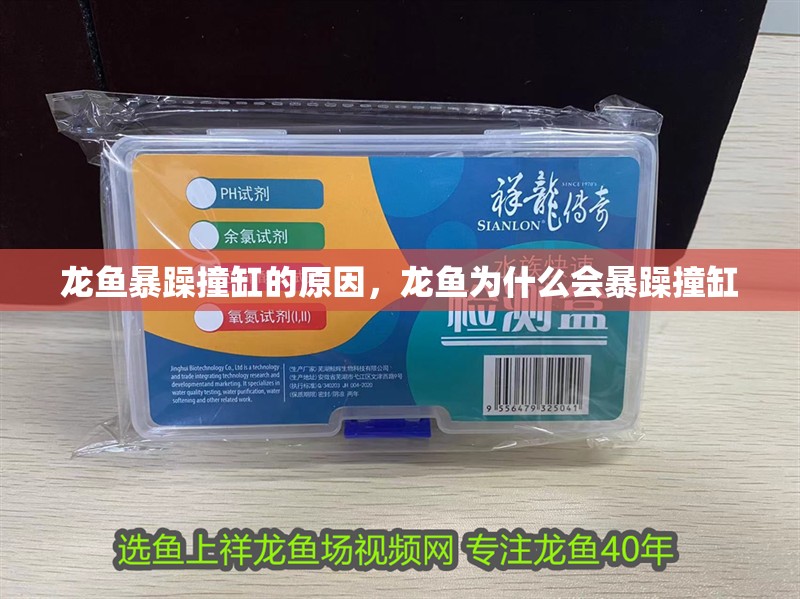 龍魚暴躁撞缸的原因，龍魚為什么會暴躁撞缸