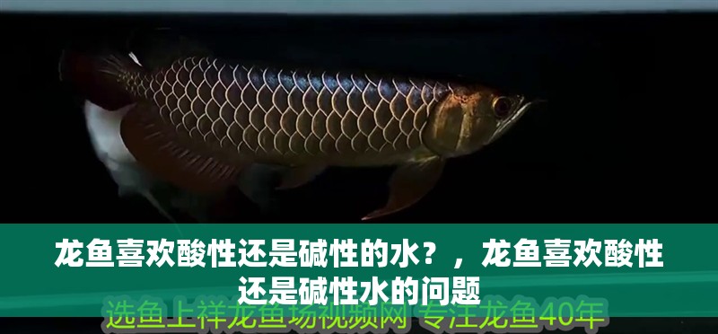 龍魚喜歡酸性還是堿性的水？，龍魚喜歡酸性還是堿性水的問題