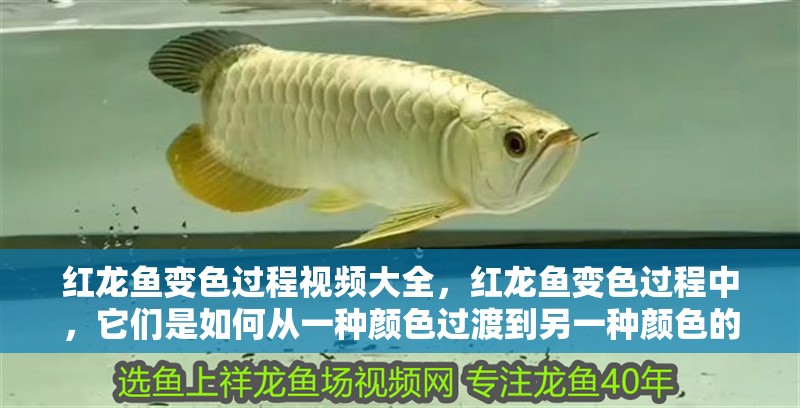 紅龍魚變色過程視頻大全，紅龍魚變色過程中，它們是如何從一種顏色過渡到另一種顏色的？