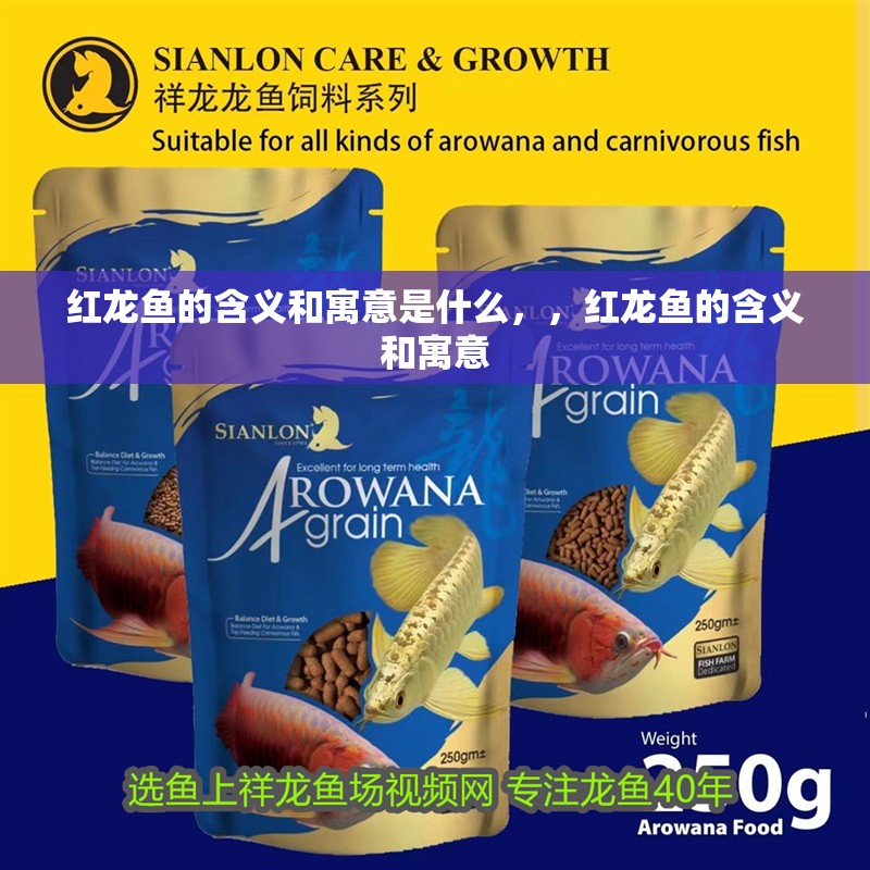 紅龍魚的含義和寓意是什么，，紅龍魚的含義和寓意