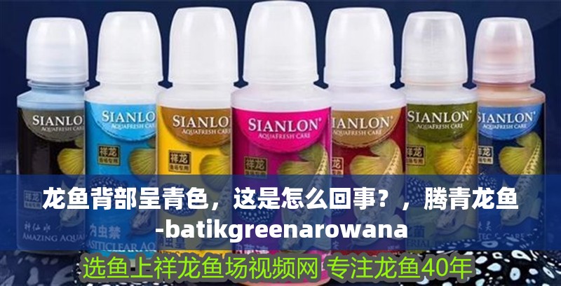 龍魚背部呈青色，這是怎么回事？，騰青龍魚-batikgreenarowana