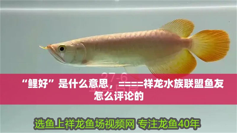 “鯉好”是什么意思，====祥龍水族聯(lián)盟魚友怎么評論的