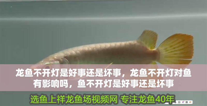 龍魚不開燈是好事還是壞事，龍魚不開燈對魚有影響嗎，魚不開燈是好事還是壞事