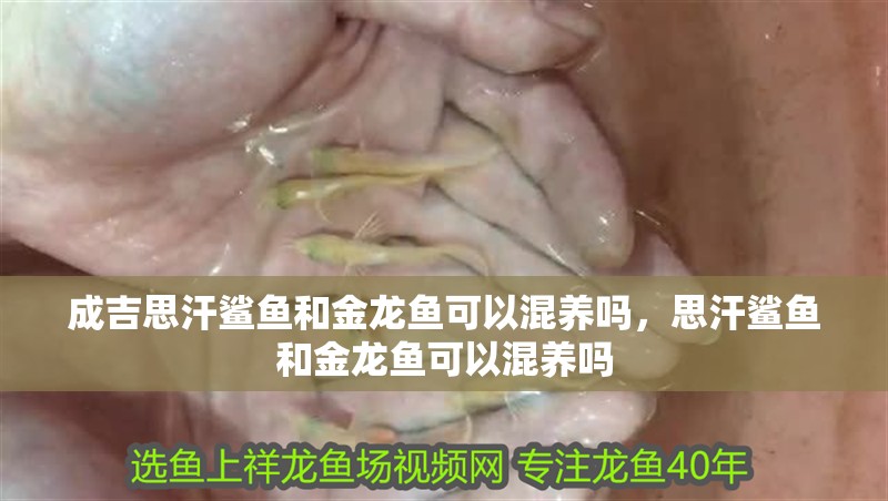 成吉思汗鯊魚和金龍魚可以混養嗎，思汗鯊魚和金龍魚可以混養嗎
