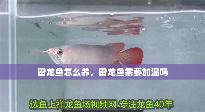 雷龍魚怎么養(yǎng)，雷龍魚需要加溫嗎