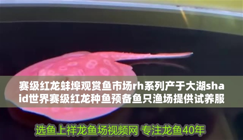 賽級(jí)紅龍蚌埠觀賞魚市場(chǎng)rh系列產(chǎn)于大湖shaid世界賽級(jí)紅龍種魚預(yù)備魚只漁場(chǎng)提供試養(yǎng)服務(wù)不滿意無條件換，賽級(jí)紅龍蚌埠觀賞魚市場(chǎng)