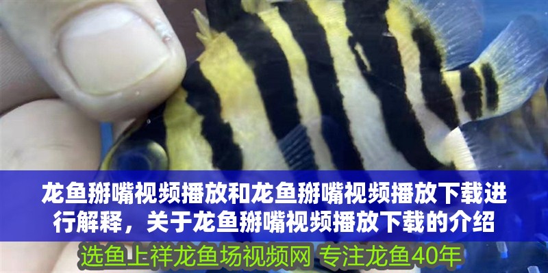 龍魚掰嘴視頻播放和龍魚掰嘴視頻播放下載進(jìn)行解釋，關(guān)于龍魚掰嘴視頻播放下載的介紹