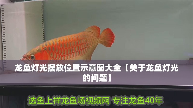 龍魚燈光擺放位置示意圖大全【關于龍魚燈光的問題】