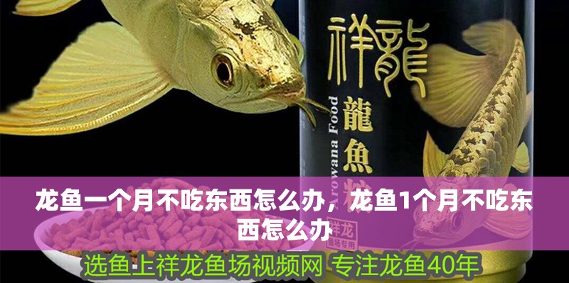 龍魚一個月不吃東西怎么辦，龍魚1個月不吃東西怎么辦