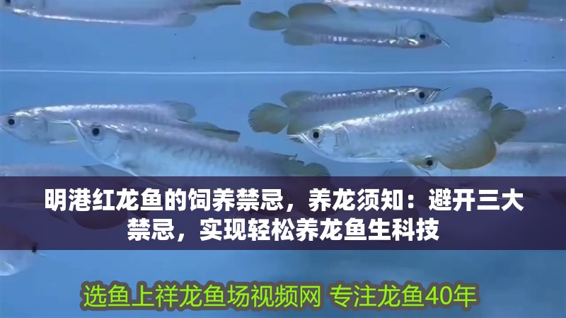 明港紅龍魚的飼養禁忌，養龍須知：避開三大禁忌，實現輕松養龍魚生科技