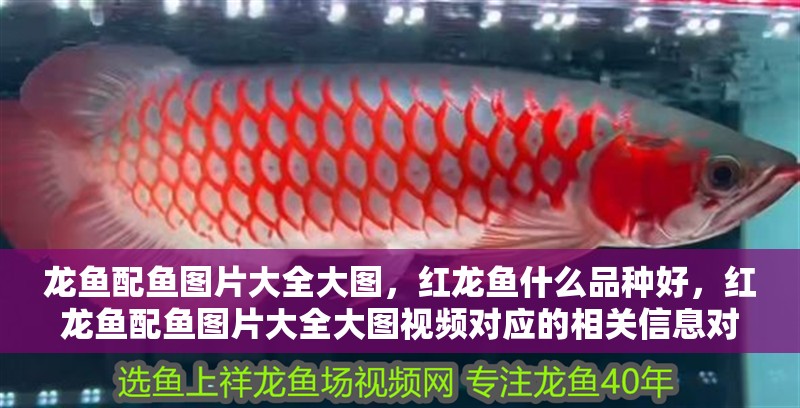 龍魚配魚圖片大全大圖，紅龍魚什么品種好，紅龍魚配魚圖片大全大圖視頻對應的相關信息對應的相關信息 龍魚配魚圖片大全大圖，紅龍魚什么品種好，紅龍魚配魚圖片大全大圖視頻對應的相關信息對應的相關信息 觀賞魚百科 第2張