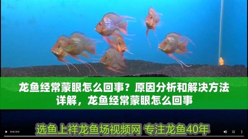 龍魚經常蒙眼怎么回事？原因分析和解決方法詳解，龍魚經常蒙眼怎么回事