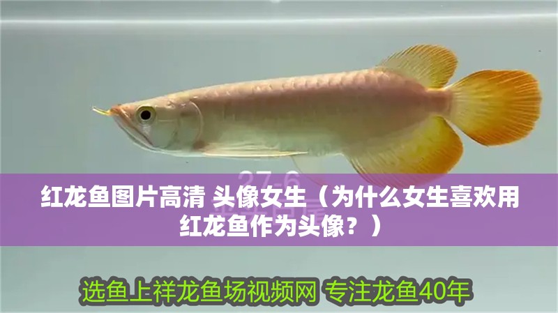 紅龍魚(yú)圖片高清 頭像女生（為什么女生喜歡用紅龍魚(yú)作為頭像？）