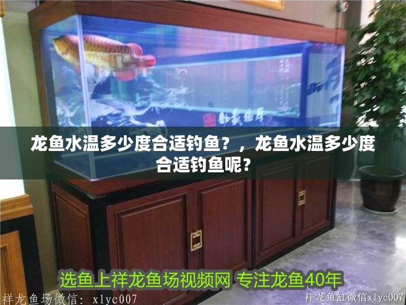 龍魚水溫多少度合適釣魚？，龍魚水溫多少度合適釣魚呢？