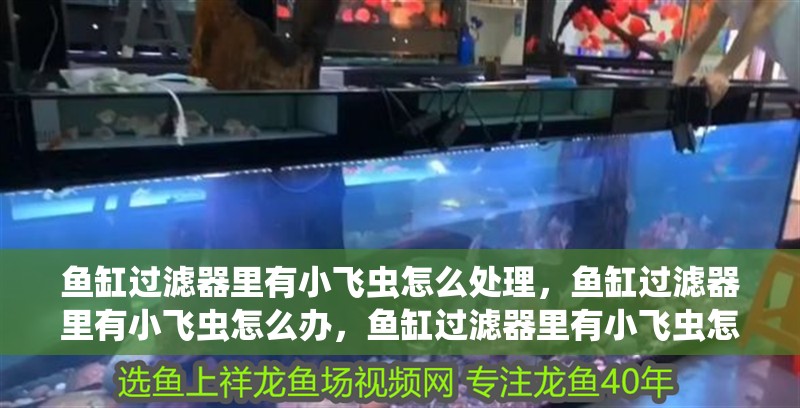 魚缸過濾器里有小飛蟲怎么處理，魚缸過濾器里有小飛蟲怎么辦，魚缸過濾器里有小飛蟲怎么辦