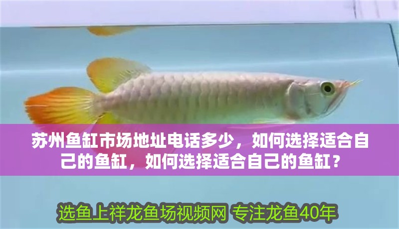 蘇州魚缸市場地址電話多少，如何選擇適合自己的魚缸，如何選擇適合自己的魚缸？